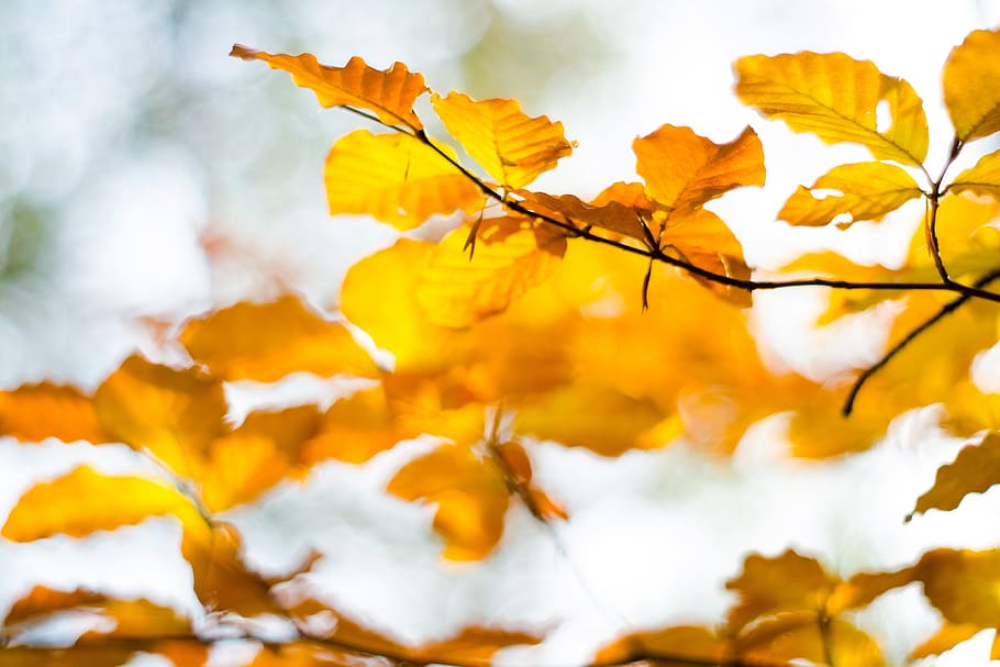 tree, foliage, autumn, nature, color, golden, wood, branch, HD wallpaper
