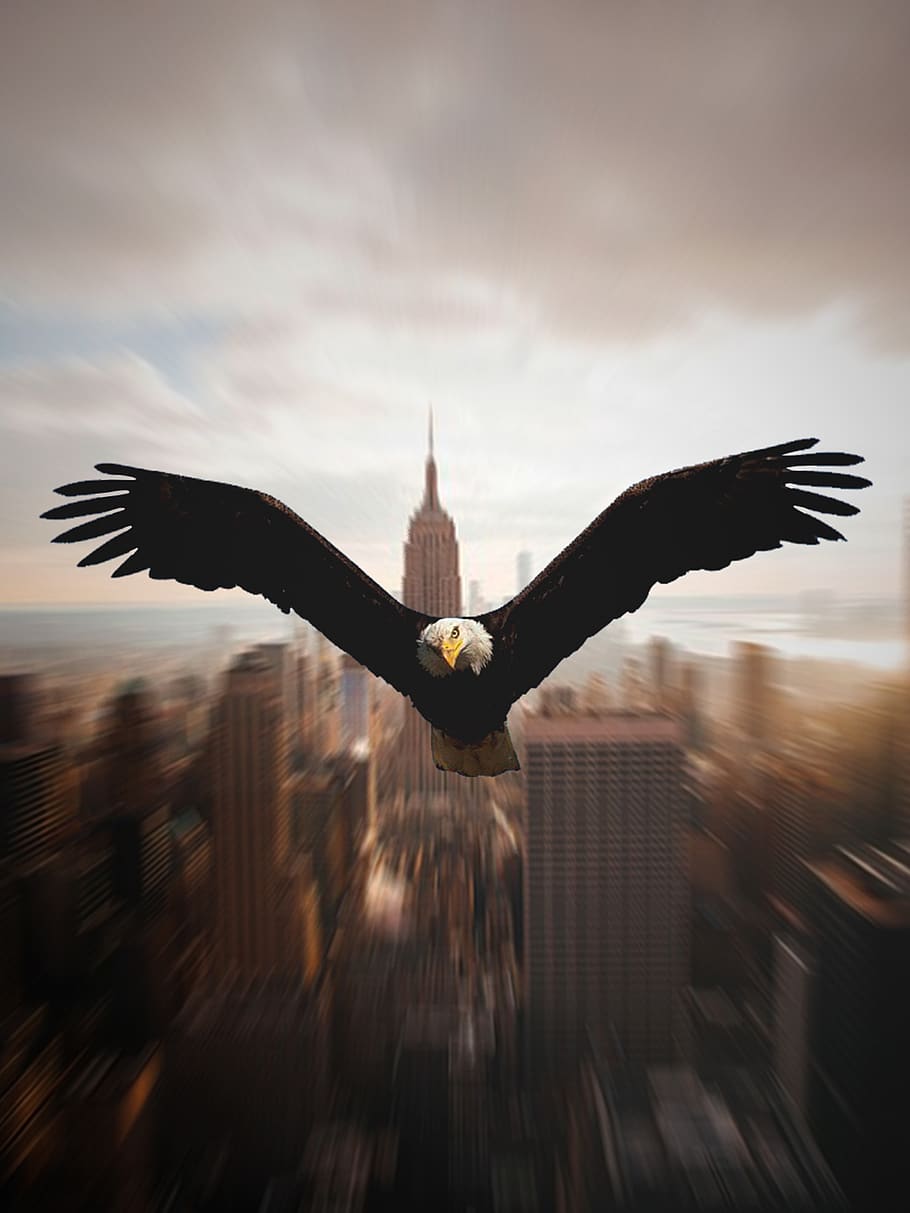 city, sculpture, monument, architecture, culture, tourism, eagles HD wallpaper