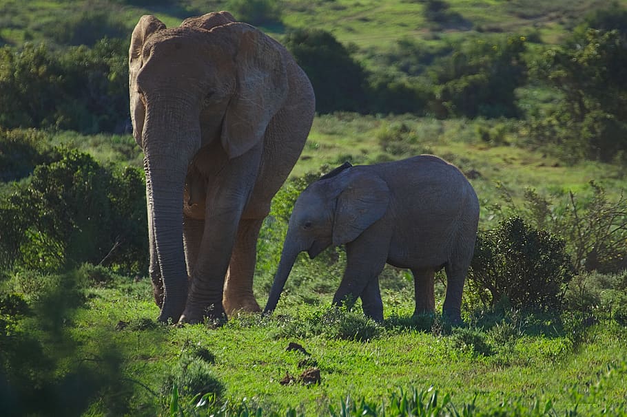 elephant, young, old, walking, animal, addo, national, park HD wallpaper