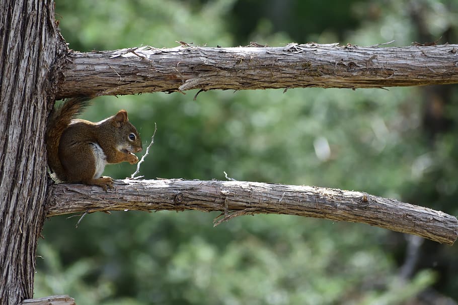 squirrel, tree, branch, red squirrel, pine tree, wildlife, rodent HD wallpaper