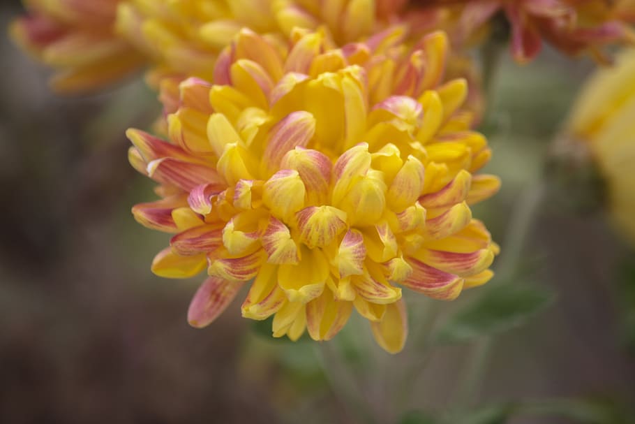 flower, nature, shimla, blossom, plant, garden, flora, outdoor HD wallpaper