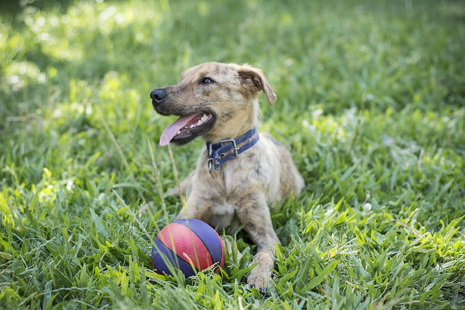 dog, field, animals, pets, mammals, one animal, animal themes HD wallpaper