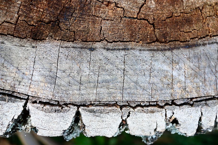 wood, tree, trunk, bark, textured, pattern, no people, close-up HD wallpaper