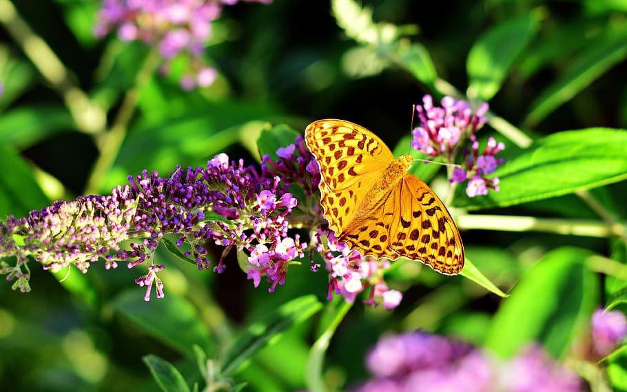 fritillary, butterfly, insect, edelfalter, blossom, bloom, summer HD wallpaper
