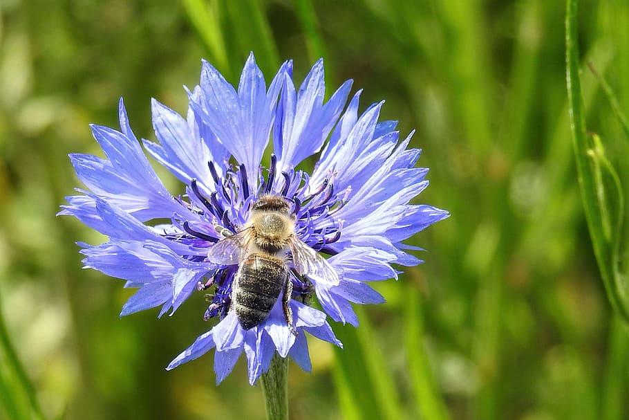 cornflower, bee, nature, summer, plant, flowering plant, fragility HD wallpaper