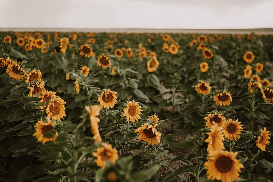 Photo of Sunflower Field, 4k wallpaper, beautiful, bloom, blooming HD wallpaper