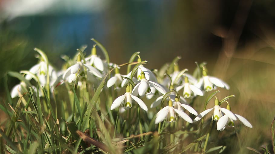 snowdrop, spring, flower, nature, signs of spring, white, frühlingsanfang HD wallpaper