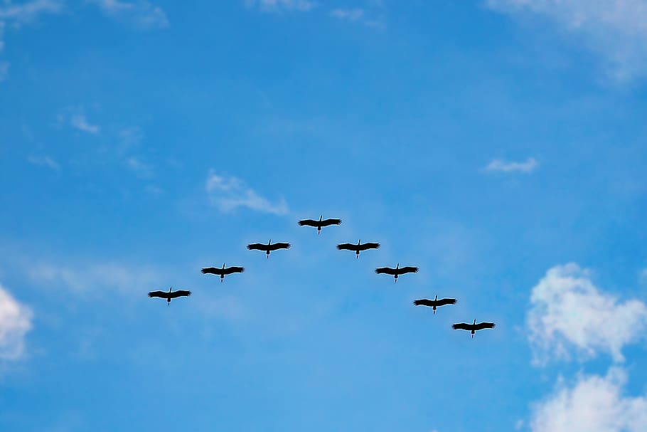 V Formation of Bird during Daytime, animal, clouds, flock, flying HD wallpaper