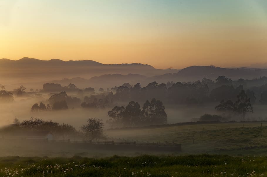 mist forest, nature, outdoors, weather, fog, sunrise, sky, mountains HD wallpaper
