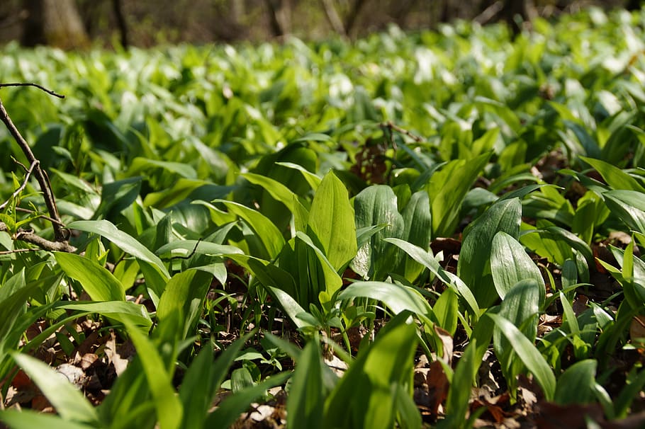 garlic, bear, the floodplain, forest, the vegetation, fresh HD wallpaper
