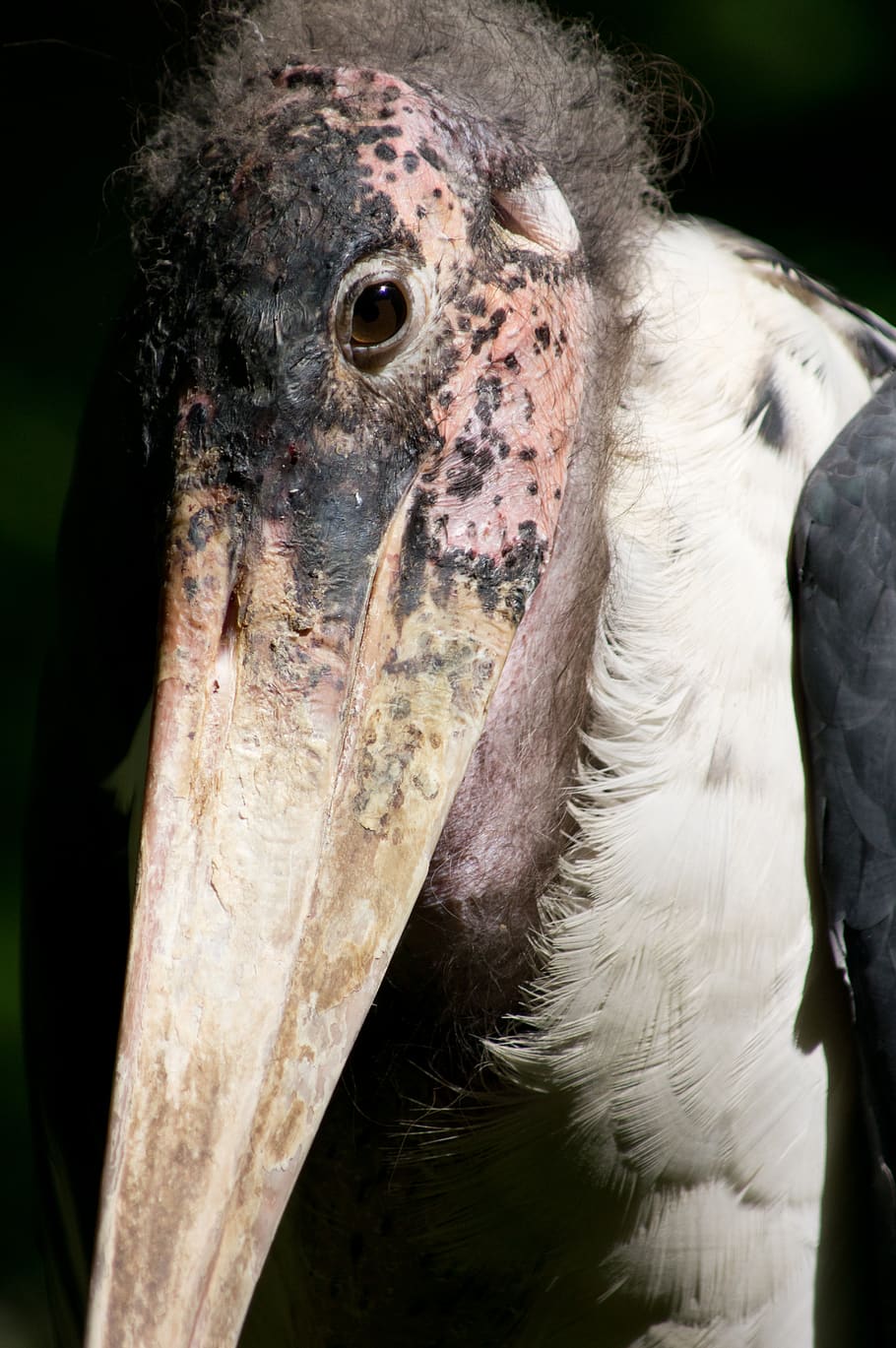 white and brown bird, beak, animal, stork, one animal, animal body part HD wallpaper