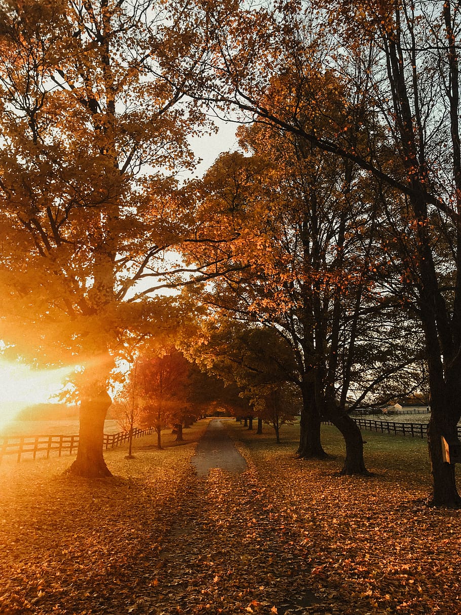 brown road path, tree, autumn, plant, change, beauty in nature HD wallpaper