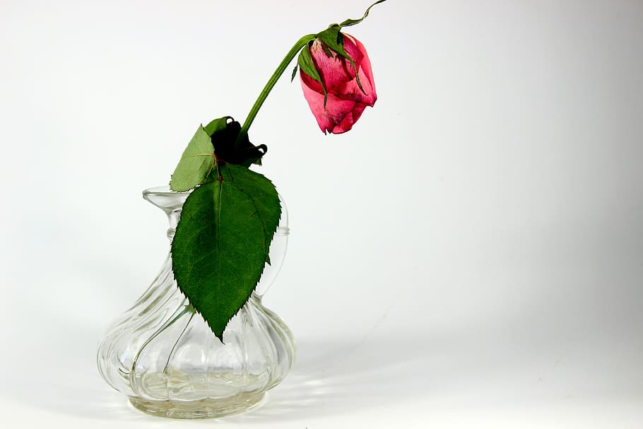 forget, dry, withered, faded, close up, rose, transient, excuse me HD wallpaper