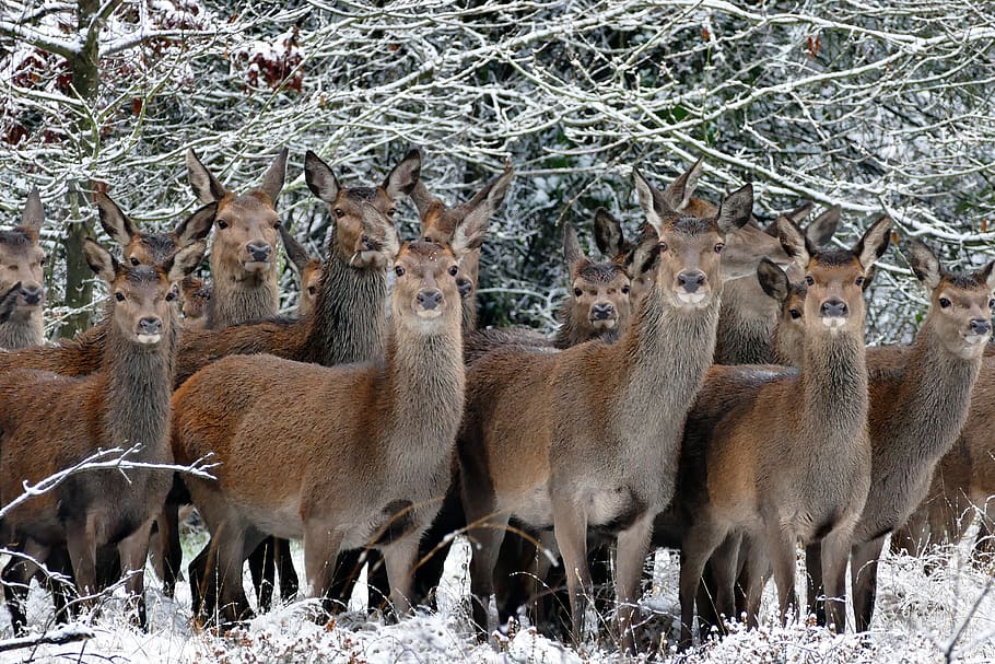 Herd of Llama, animals, close-up, cold, deers, fur, grass, looking HD wallpaper