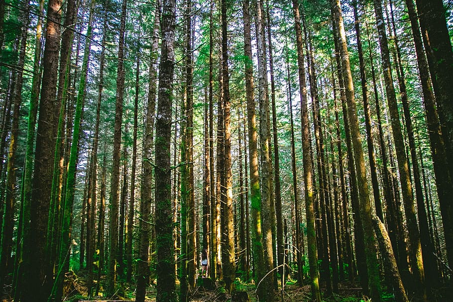 wild, tree, green, nature, landscape, wood, woods, jungle, forest HD wallpaper