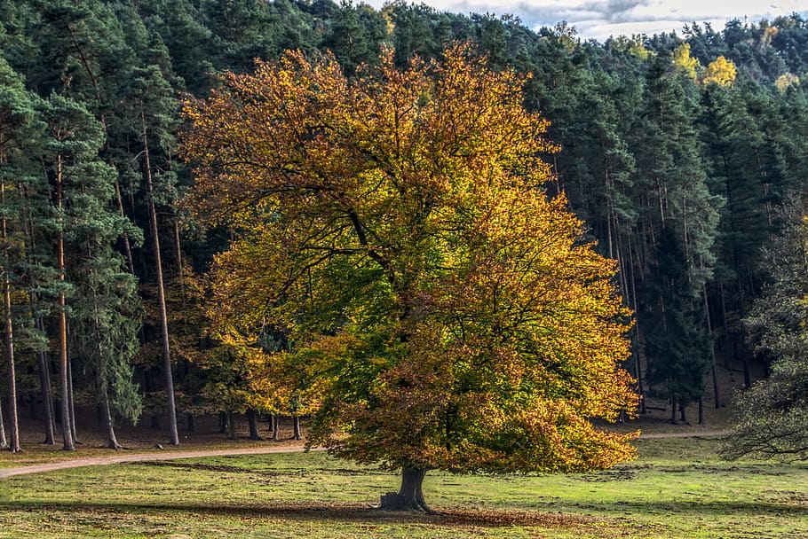 autumn, trees, mood, sun, backlighting, colorful, nature, forest HD wallpaper