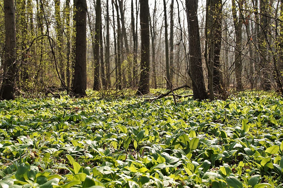 garlic, bear, the floodplain, forest, the vegetation, fresh HD wallpaper