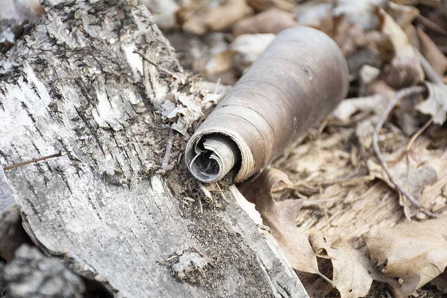 bark, nature, tree, curl, curled, close-up, day, wood - material HD wallpaper
