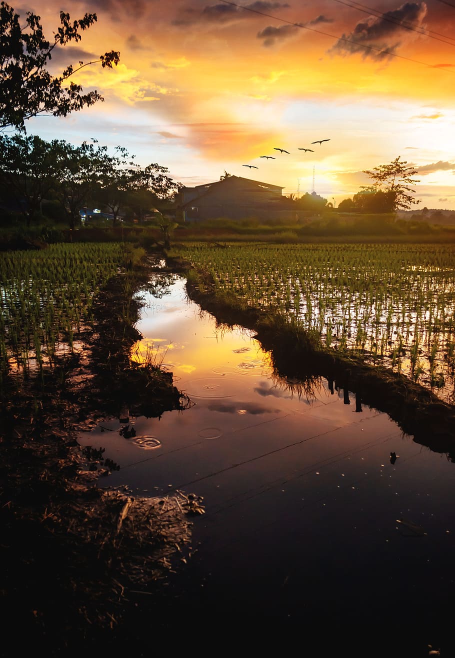 sunset, golden hour, rice fields, water, trees, nature, landscape HD wallpaper