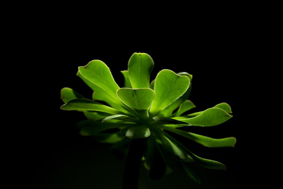 plants, succulent plant, beauty in nature, studio shot, close-up HD wallpaper