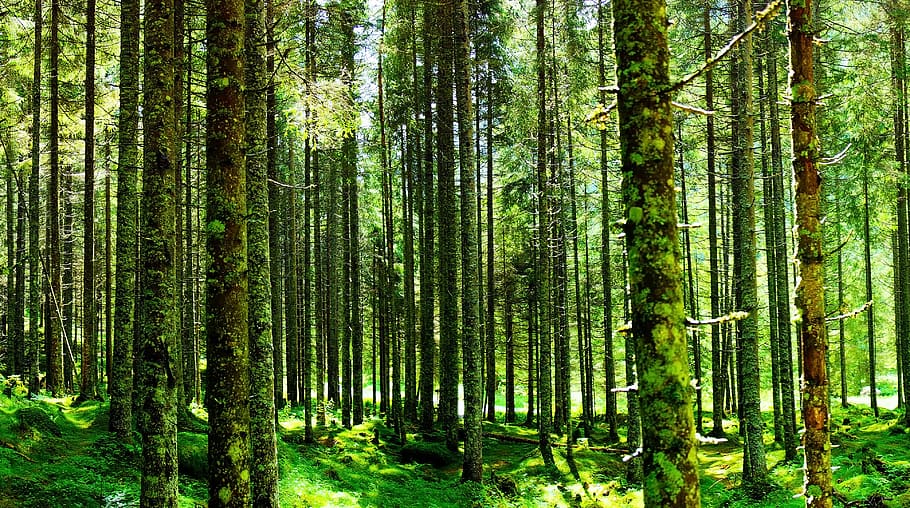 austria, schladming, forest, tree, plant, land, growth, woodland HD wallpaper