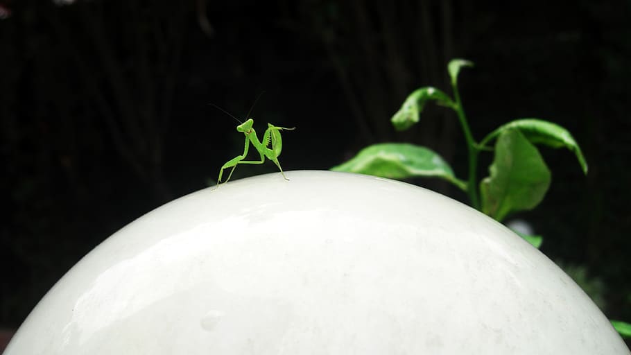 nepal, kathmandu, animal wildlife, invertebrate, close-up, green color HD wallpaper