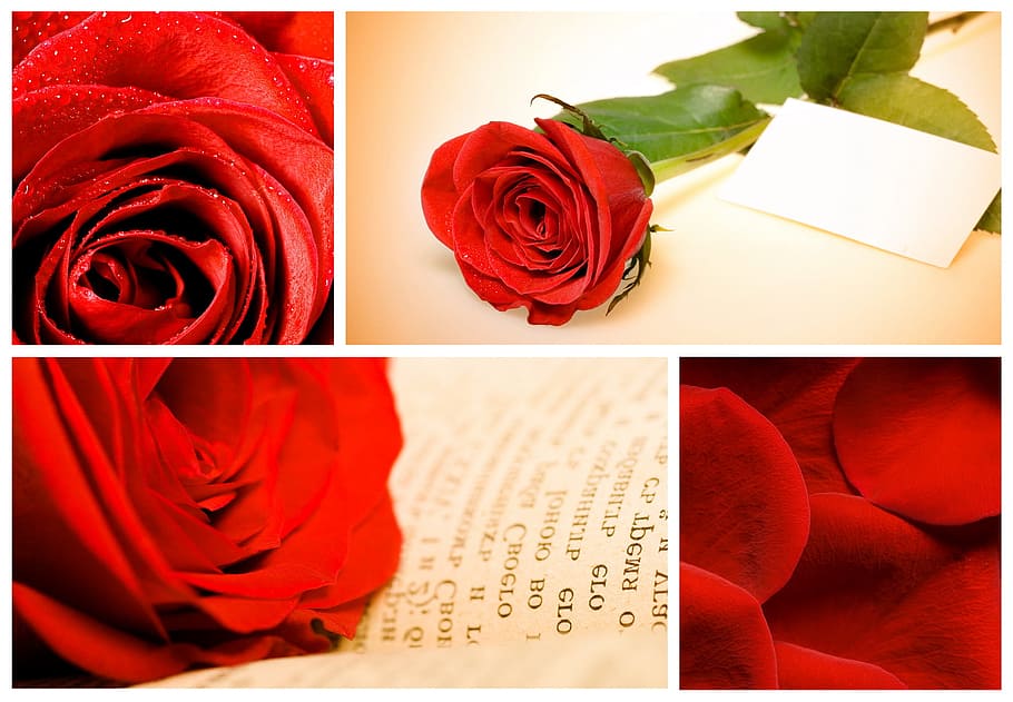 red, rose, background, beautiful, book, card, celebration, close-up HD wallpaper