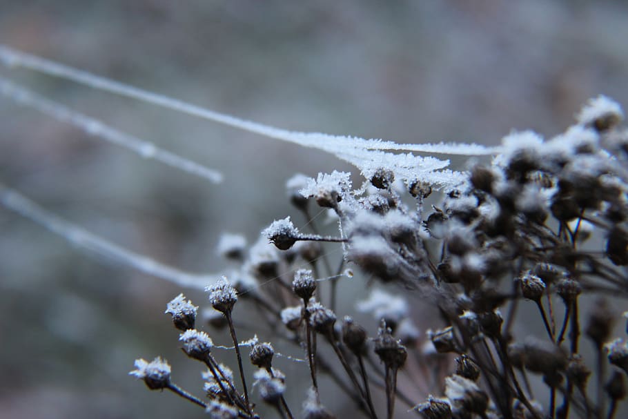 winter, frost, cobweb, cold temperature, plant, snow, beauty in nature HD wallpaper