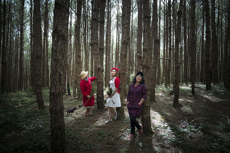 Three Women Standing Under Trees, conifer, dawn, daylight, dog HD wallpaper