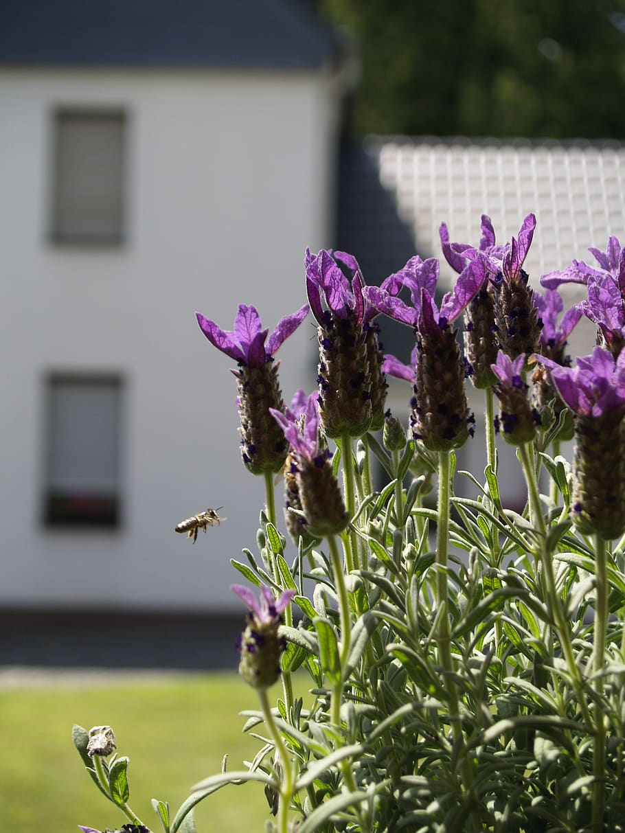 bee, in flight, lavender, flower, flowering plant, fragility HD wallpaper