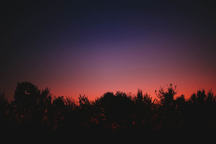 sunset, dawn, trees, forest, sky, clear, pale, red, orange HD wallpaper