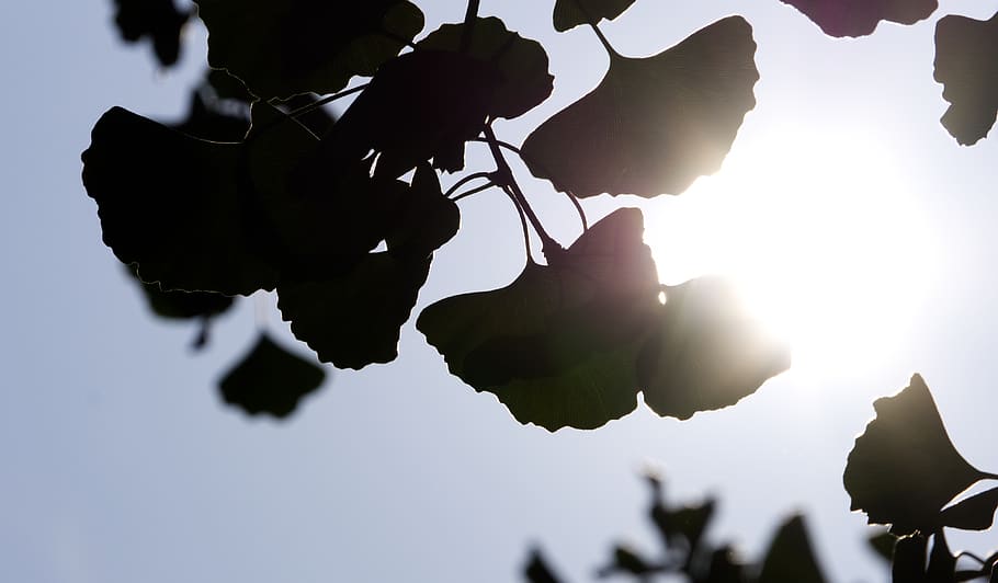 ginkgo, gingko biloba, leaf, tree, backlighting, sun, sunbeam HD wallpaper