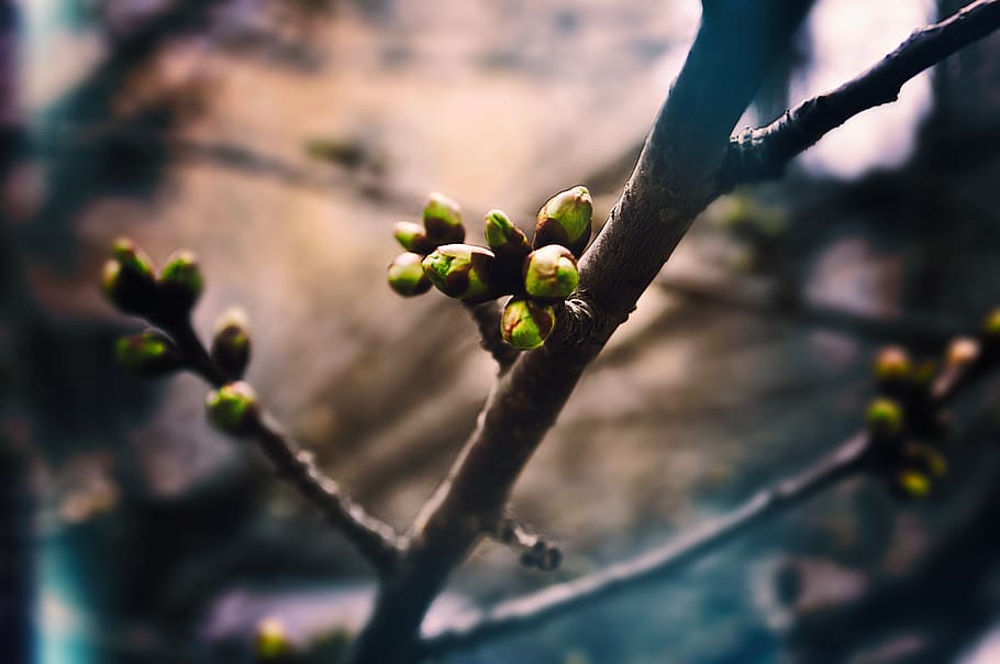 plant, growth, branch, tree, selective focus, focus on foreground HD wallpaper