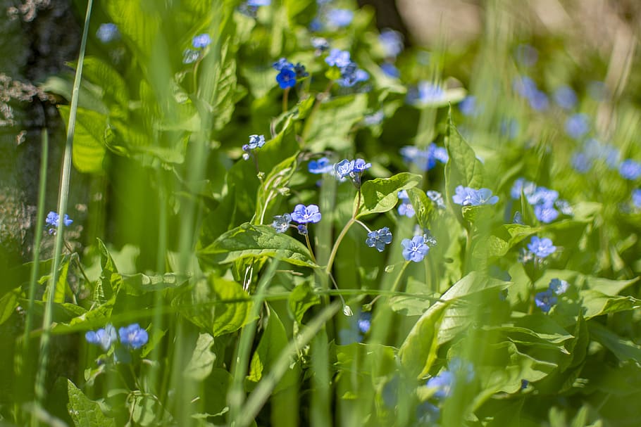 spring, sunny, flowers, nature, bright, plant, flowering plant HD wallpaper