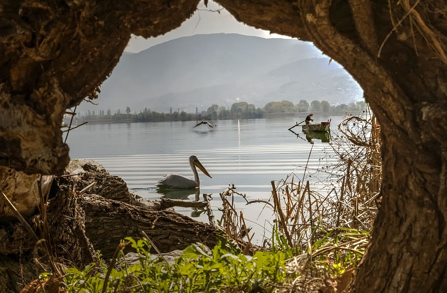 lake, tree, pelican, birds, fishers, nature, water, landscape, HD wallpaper
