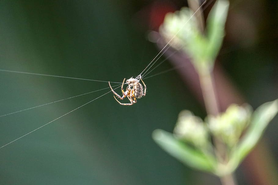 spider, web, cobweb, animal, case, animal themes, animal wildlife, HD wallpaper