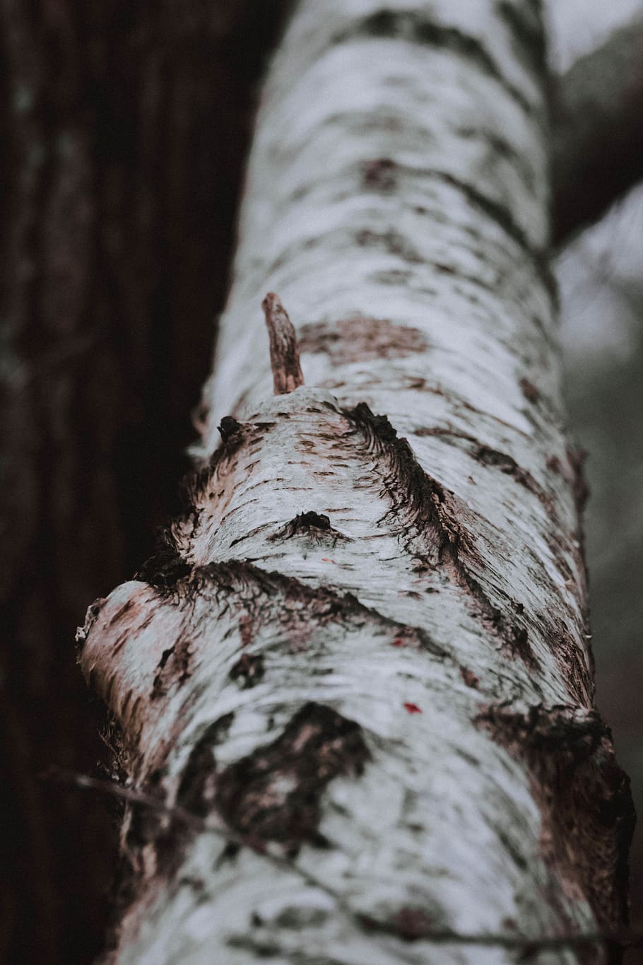 selective focus photography of tree trunk, beautiful, landscape