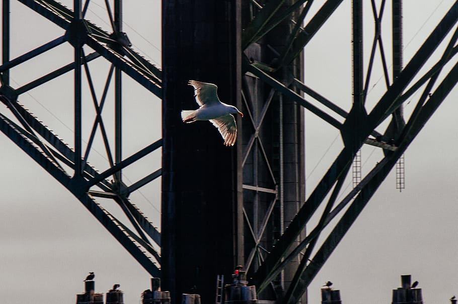 gull flying above bridge, bird, animal themes, vertebrate, architecture HD wallpaper