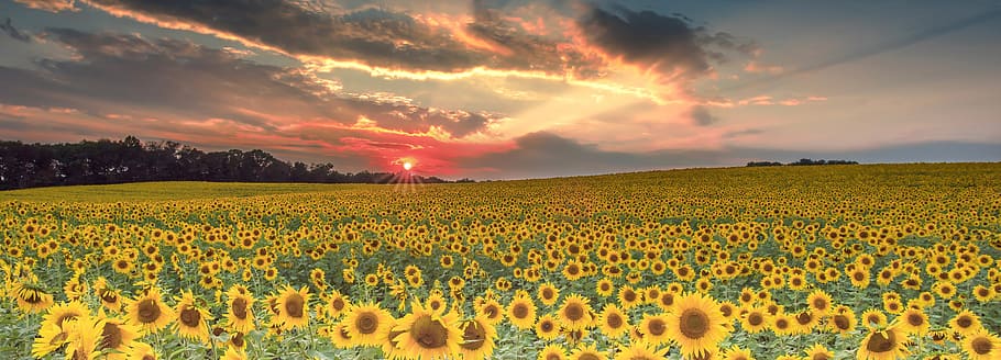 sunflower field during daytime, united states, jacksonville, nature HD wallpaper