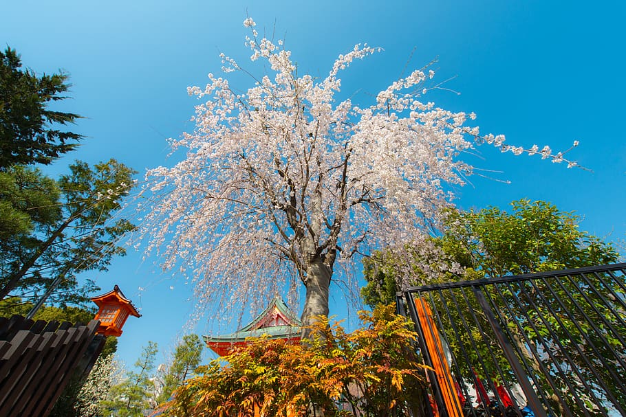 sakura, spring, tokyo, temple, shrine, blue, sky, tree, cherry blossom HD wallpaper