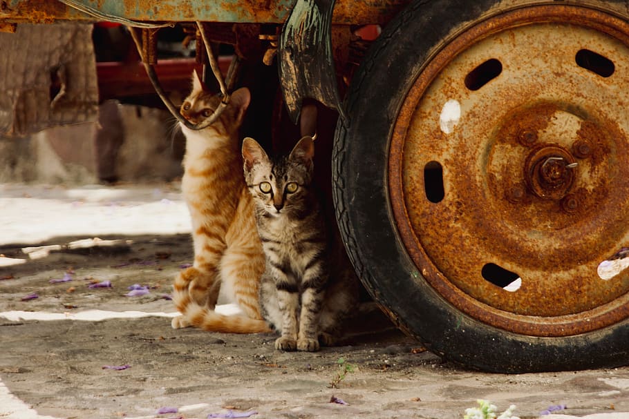 wheel, tire, machine, spoke, cat, alloy wheel, car wheel, mammal HD wallpaper