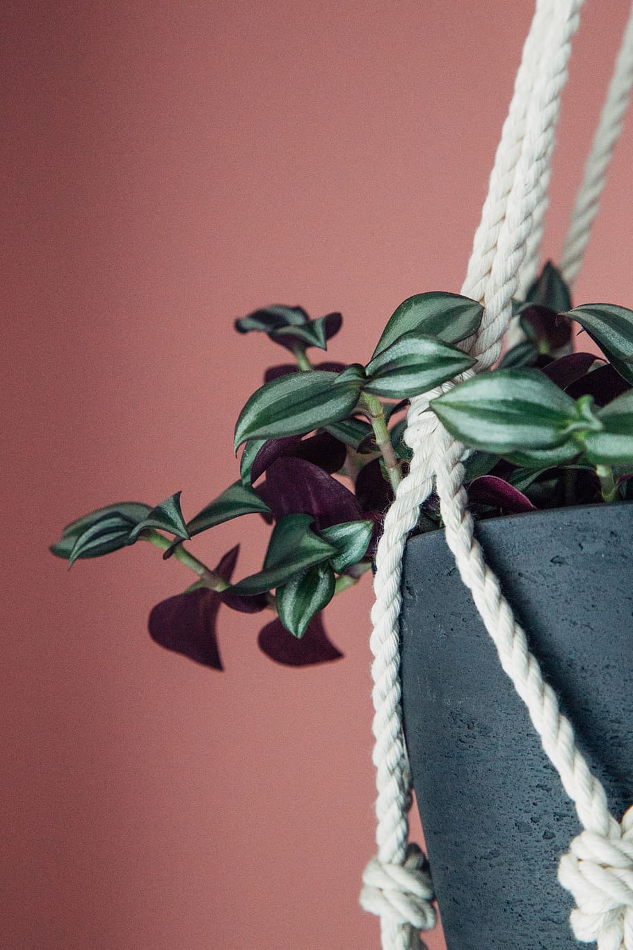 green-leafed plants in pot, rope, close-up, tied up, no people HD wallpaper