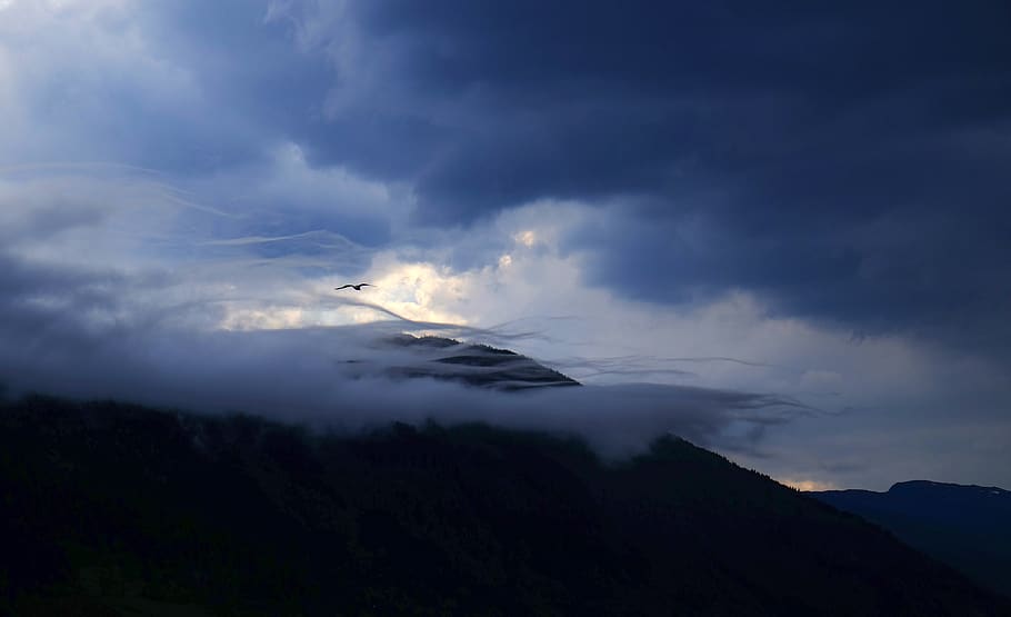 clouds, sky, high, aerial, fly, bird, mammal, dark, blue, cloud - sky HD wallpaper