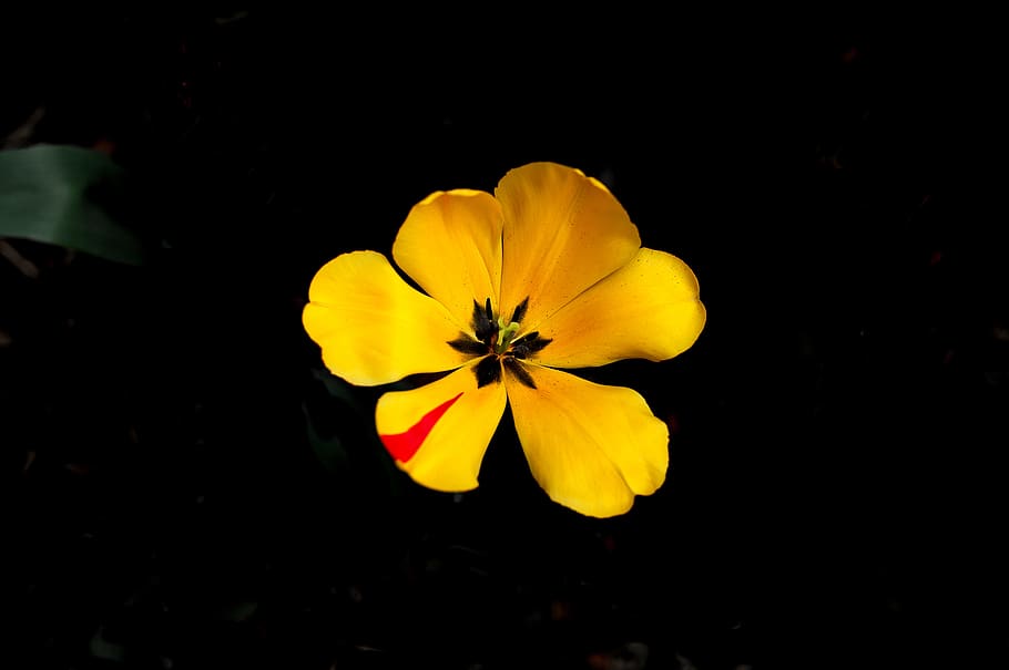nature, spring, flower, garden, beautiful, flowers, plants HD wallpaper