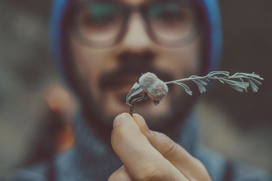 Person Holding Green Leafed Plant, close-up, fingers, hand, macro HD wallpaper