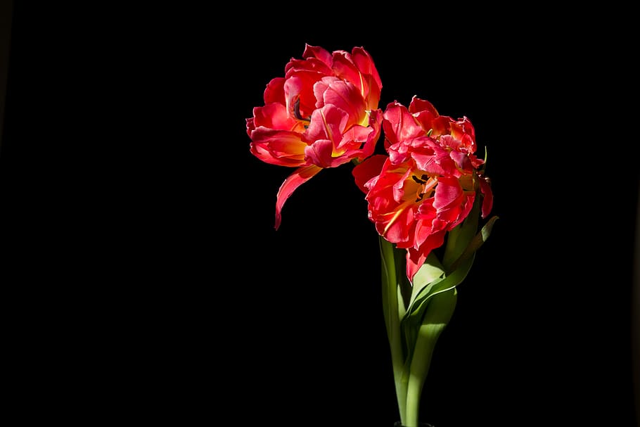 Two Red Petaled Flowers, black background, bloom, blooming, blossom HD wallpaper