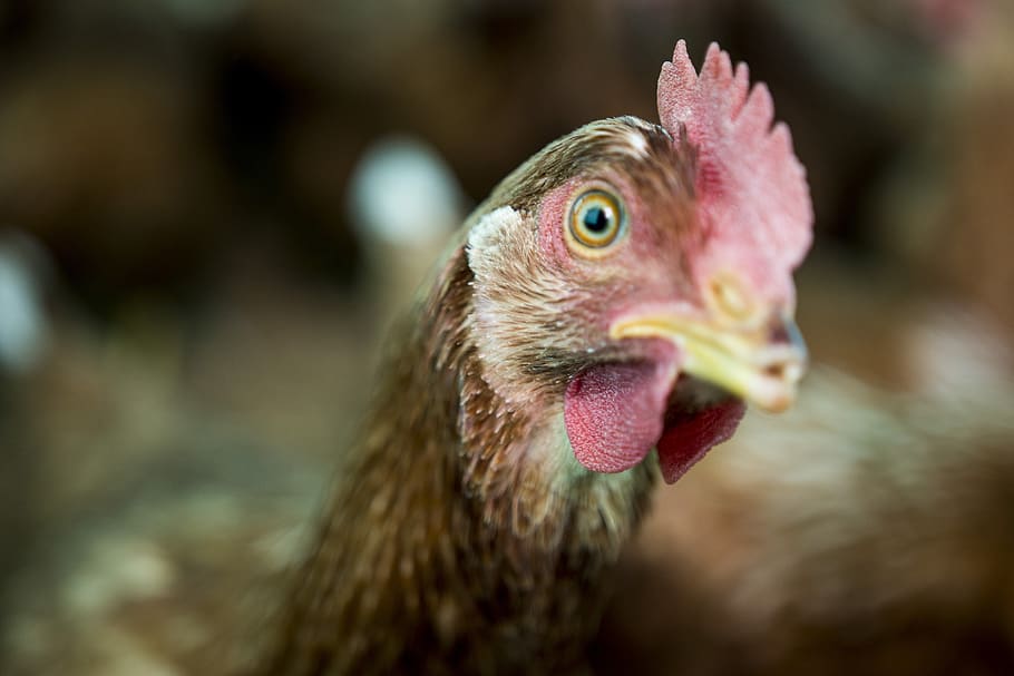 hen, laying hen, chicken, ave, nature, farm, field, chickens HD wallpaper