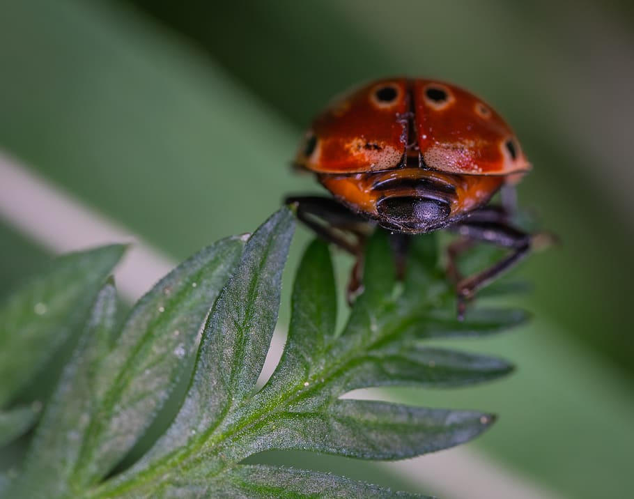 Close-up Photography of Red and Black Ladybug, beetle, color HD wallpaper