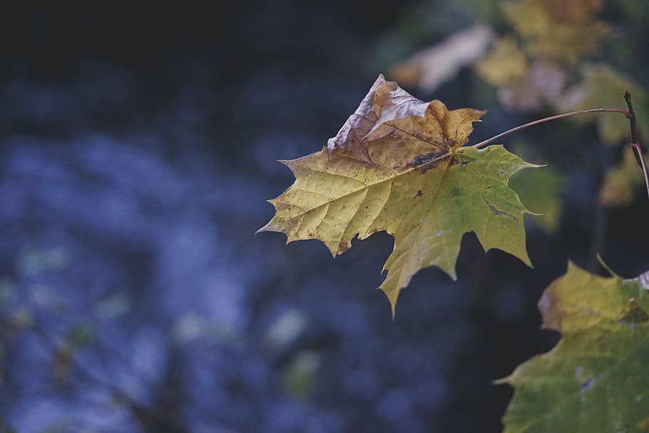 united kingdom, johnstone, leaves, forest, trees, river, stream, HD wallpaper