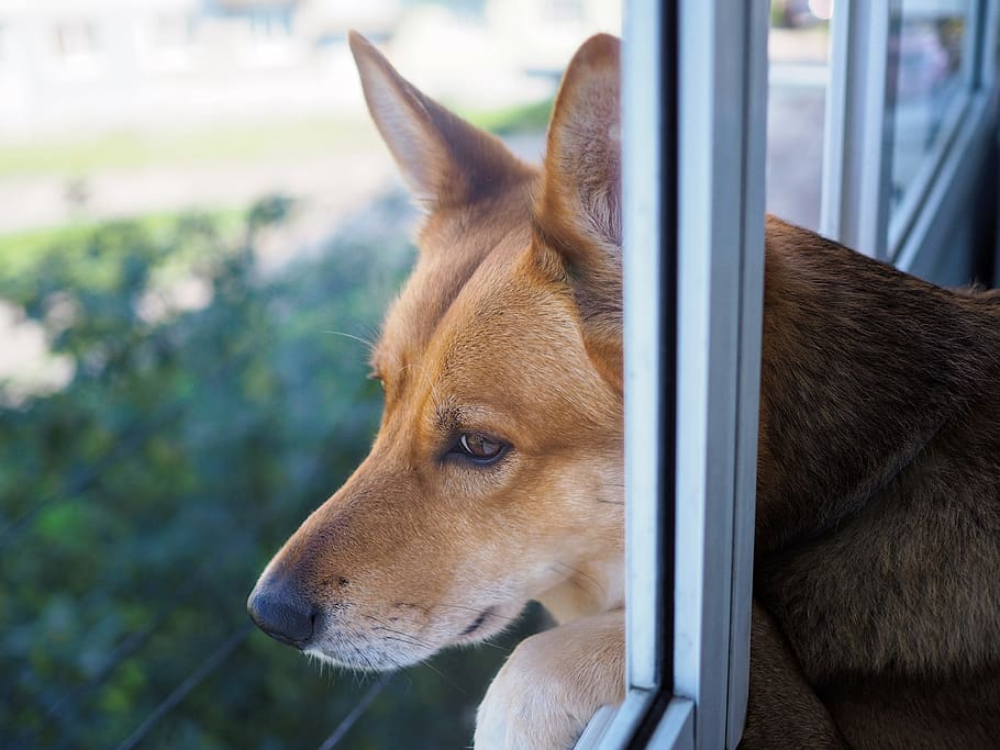 dog, waiting, one animal, domestic animals, pets, mammal, animal themes HD wallpaper